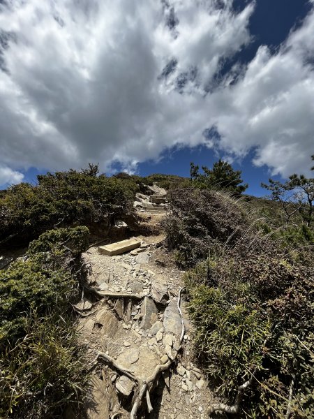 合歡北峰賞杜鵑1703661