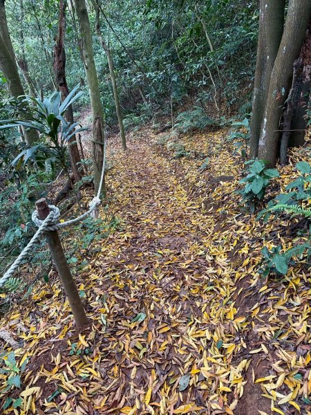 新北 林口 國際AI智慧園區-工一森林小徑-雪花步道-祖師巖登山步道-湖內公園3019093