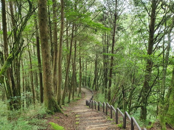 對高岳步道1053518