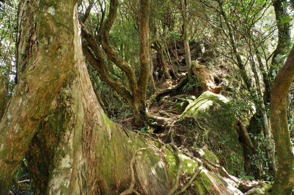 新竹 尖石 貴妃山、那結山2913614