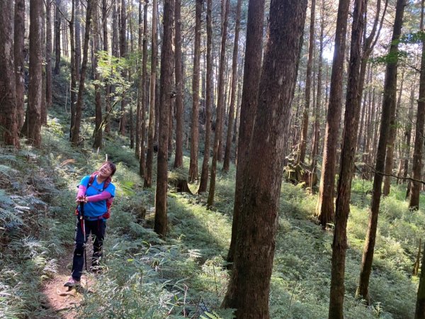 阿里山森林遊樂區、祝山觀日平台賞楓、小笠原山丶對高岳步道、塔山步道1548326