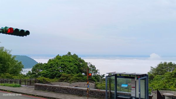 陽明山再見雲海&雲瀑5/23 #五色鳥育雛2510718