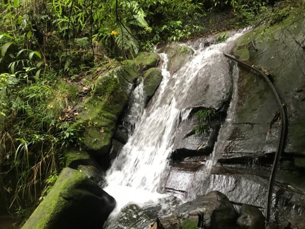 雨後的五寮尖山、水晶蘭、遊隼孵育2123197