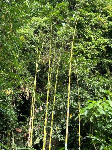 ［竹山］瑞龍瀑布步道  竹山第一美瀑之稱2909721