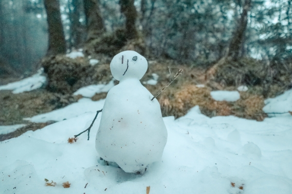 雪融台灣山毛櫸步道265145