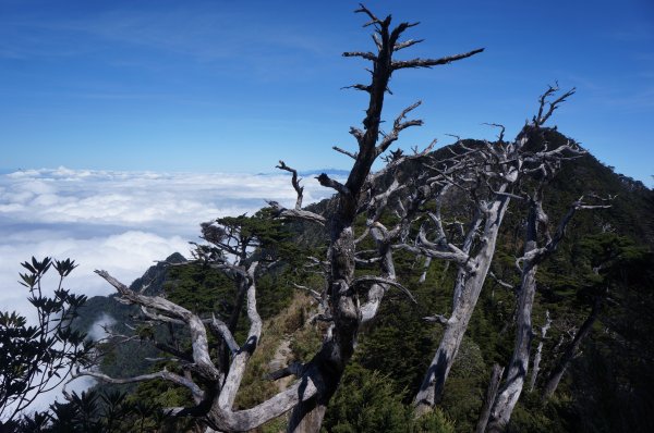 無與倫比的臺灣鐵杉與雲海～北大武山1125141