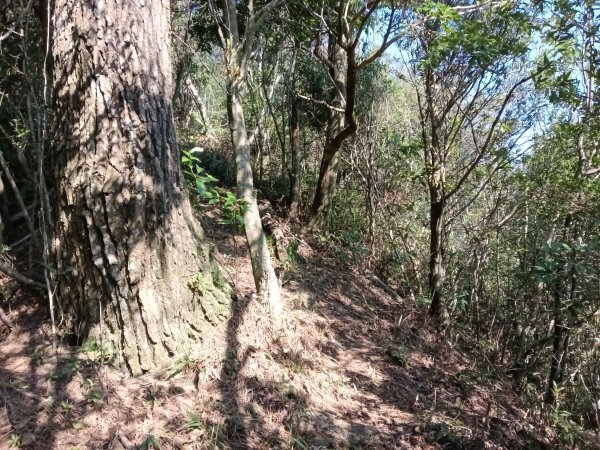 坪林區楣子寮尖+土地公遺址+火燒寮古道+枋山坑古道+枋山坑崙O型2985605