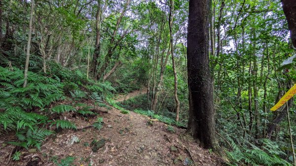 石笋古道,遇見雞母嶺2340704