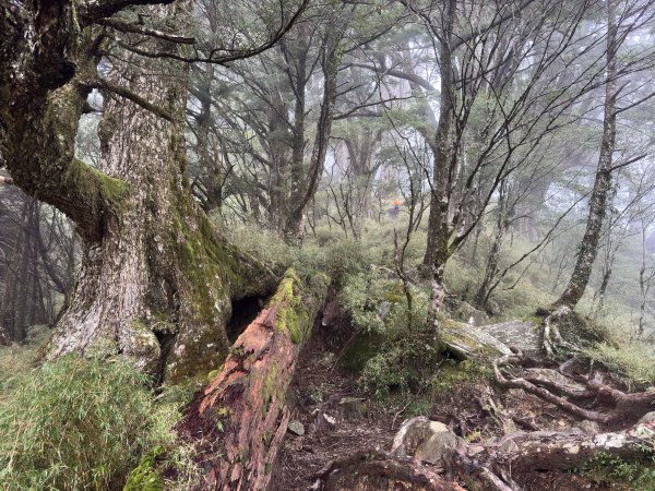 20250110 庫哈諾辛山(進涇橋登山口)2686257