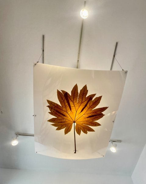 雨天備案💙 台灣博物館的古生代館-台大動植物館免費參觀-北投♨️季2807497