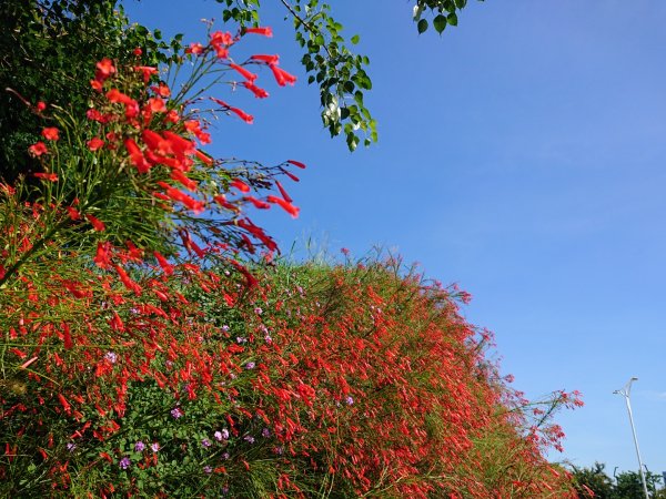 台中中央公園1821414