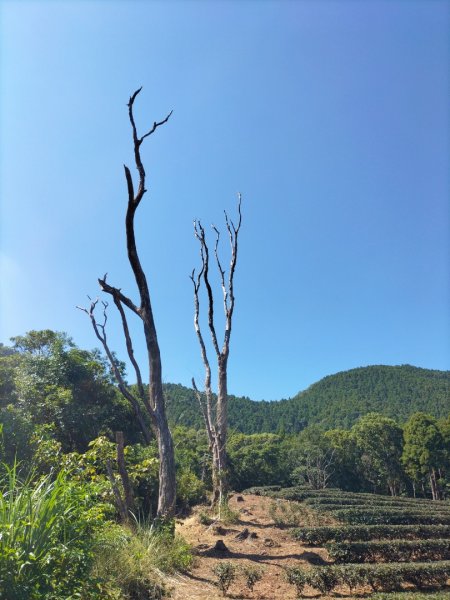 烏來大桶山2286161