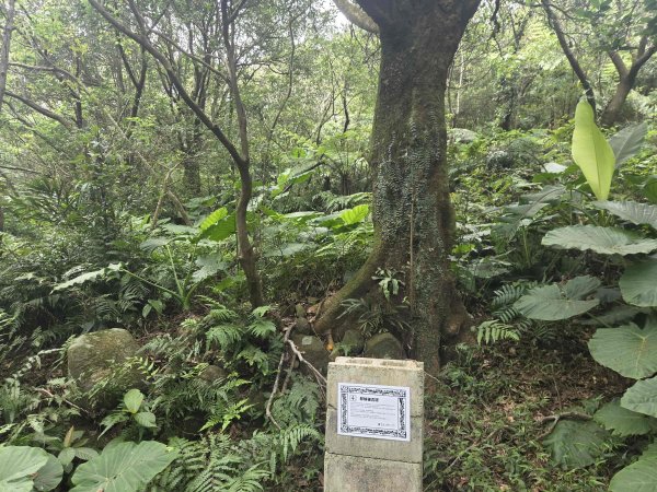 20260730茶山步道-五爪崙山-半嶺山-倒照湖山（未果）3098796