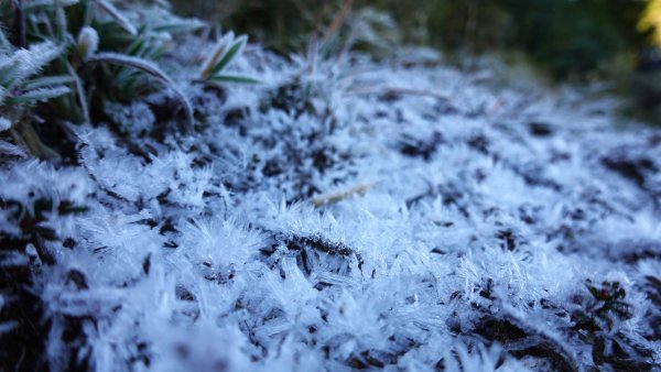 雪山黑森林直上甘木林山登雪主雪南過志佳陽下馬武霸兩日C型2758157