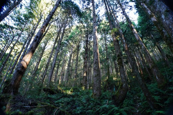 宜蘭 大同 三星山2890382