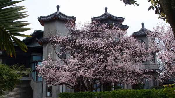 陽明山東方寺—櫻花怒放902602