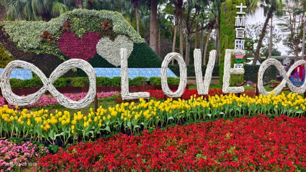 #士林官邸 #鬱金香 #中正紀念堂 #大漁櫻 2/283007873