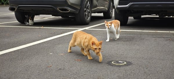 藤坪+猿山+六寮古道 O型-2026/07/26