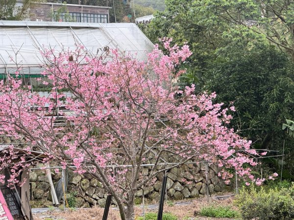 台北縱走第四段訪雙溪山 梅花山與西峰南峰西南峰 碧山3012798