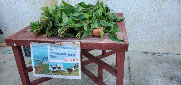 2023-07-01雲台山步道、大坵島、馬祖巨神像、祈福坑道、馬港天后宮、馬祖劍碑、北海坑道2203852