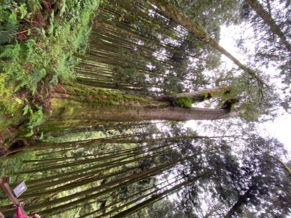 阿里山神木園區1497374