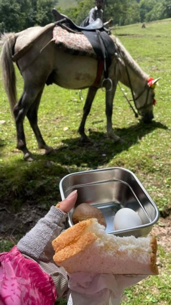 喀什米爾/馬牛羊駱駝動物寫真2565793