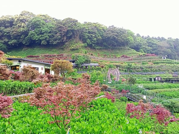 季春登高中正山步道→青楓步道→竹子湖