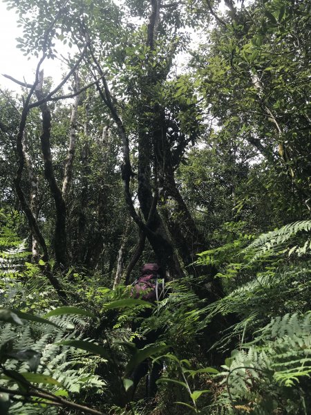 哈盆古道-波露南山-波露山O型走1475881