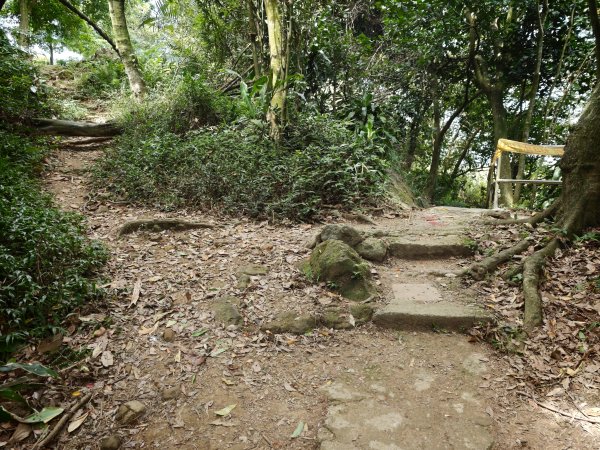 [淡蘭古道] 2026_0523 南路第一段_妙高台步道3069513