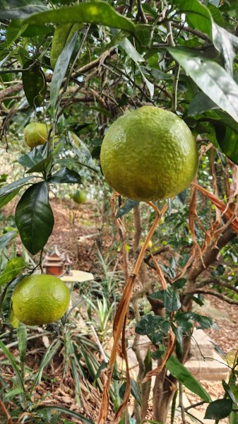 112/1/8苗栗縣頭屋鄉曲洞宮-墨硯山北峰-墨硯山-曲洞宮O型1992951