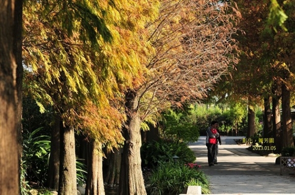 【彰化】仿如歐洲的美麗庭園。彰化菁芳園落羽松