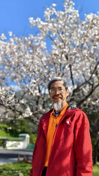 #中山樓 #陽明公園 #十八份 #吉野櫻 #墨染櫻（花葉同開/右側/左側大寒櫻） 3/113013201