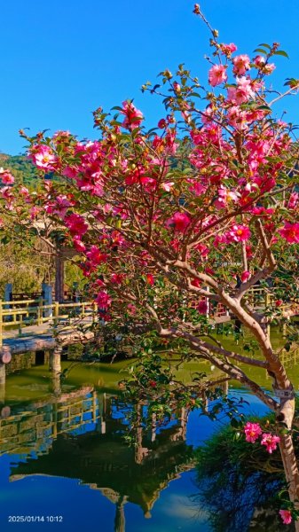 雙溪公園賞花&原住民公園落羽松&故宮1/142689946