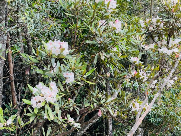 1110424鳶嘴稍來步道杜鵑花1690138