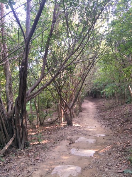 鳳凰山步道1518213