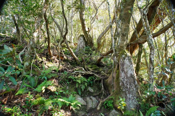 桃園 復興 復興尖山2867098