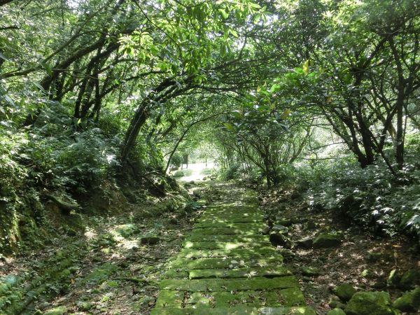 平湖森林步道．內平林山109293