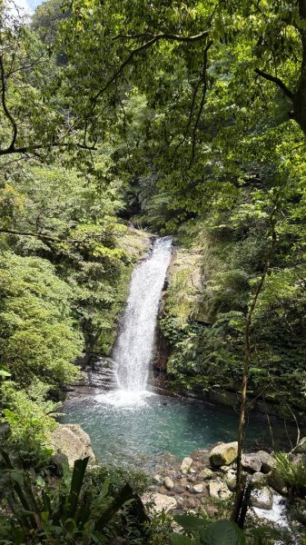 戲水（鴛鴦2786742