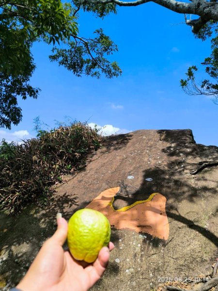 岩壁上的花、艷紅鹿子百合（22869772