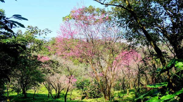 《踏莎行・貓空魯冰花》2710651