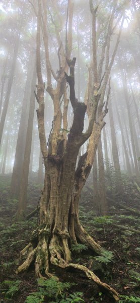 縱走大鳥鵝2828382