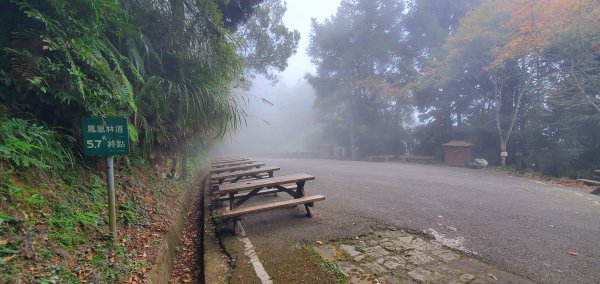 2023-11-25溪頭鳳凰山步道2361033
