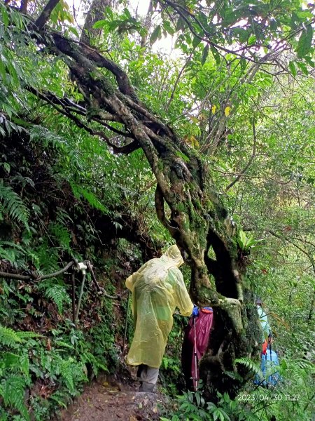 山青水明的桶後越嶺步道2139226