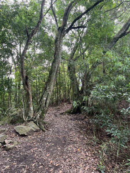 台中 和平 東卯山2771824