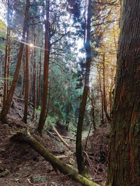 特富野古道>東水西峰>東水山>玉兒山>特富野古道（逆O)2743795