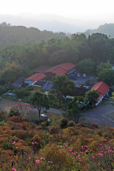 【臺南~楠西】梅嶺賞梅二~梅峰古道1247068