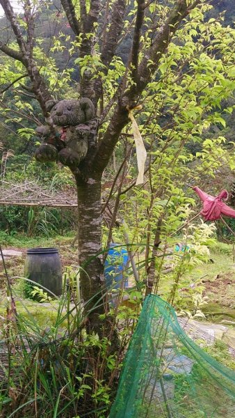 璀璨百年淡蘭古道～崩山坑古道、溪尾寮山、保城坑古道、虎豹潭步道O走1313447