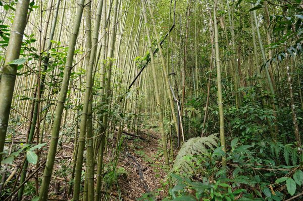 新竹 五峰 扇子排山2634109