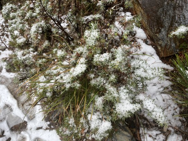 八大秀雪攀初體驗，銀白色中央山脈2413080