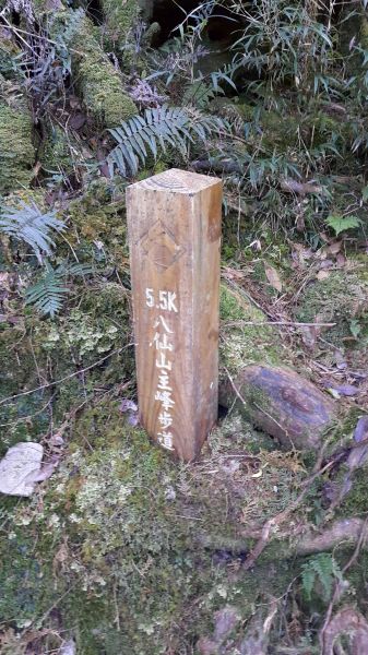 八仙山國家森林步道 2016 12 10191766
